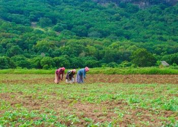 Puan : Dukung Modernisasi Pertanian Untuk Tingkatkan Hasil yang Melimpah