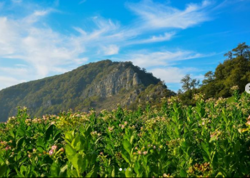 OPPO Ajak Tangkap dan Abadikan Kenangan untuk Masa Depan  dalam Kampanye #dearfuture2121