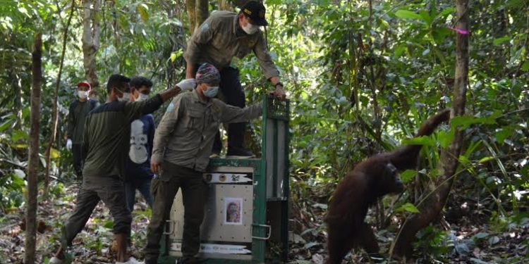 Kembali Lepasliarkan Lima Ekor Orangutan, BCA Terus Dukung Pelestarian Satwa Langka Indonesia