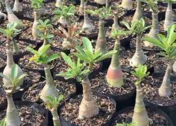 Geluti Bisnis Adenium, Kini Andi Sukses Dulang Cuan Dari Hobi