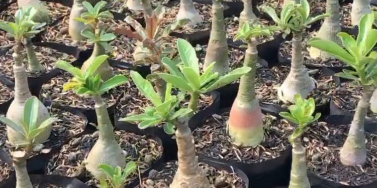 Geluti Bisnis Adenium, Kini Andi Sukses Dulang Cuan Dari Hobi