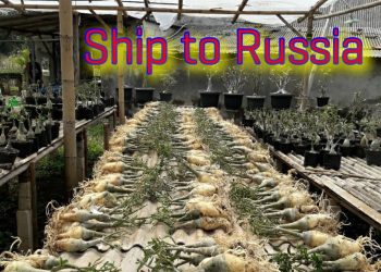 Dari Rooftop, Kini Azhary Jadi Exportir Adenium Ternama