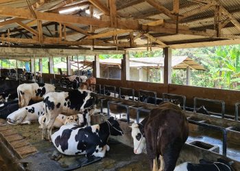 Tingkatkan Dukungan Penyaluran KUR, BCA Salurkan KUR Kepada KUD Dadi Jaya