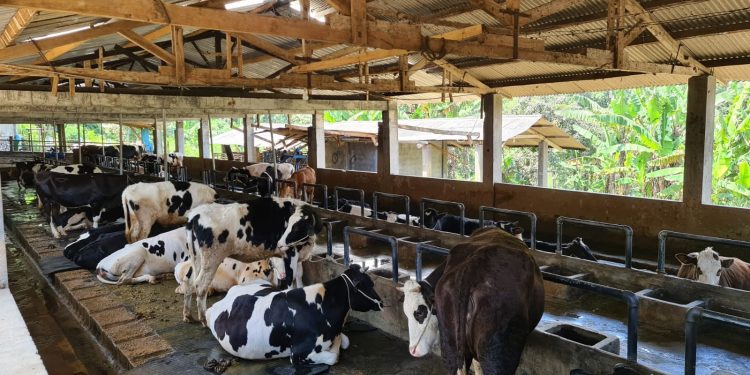 Tingkatkan Dukungan Penyaluran KUR, BCA Salurkan KUR Kepada KUD Dadi Jaya