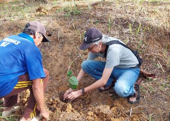 Lab Wirausaha Universitas Siliwangi Tasikmalaya Kembangkan Budidaya Kacang Amazon di Desa Mandala Mekar, Jatiwaras, Tasikmalaya, Diharapkan Jadi Solusi Ketahanan Pangan dan Dukung Pengembangan Ekonomi 