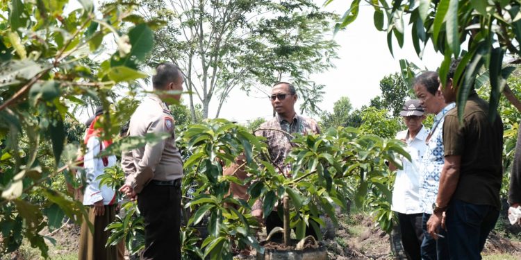 BRI Menanam Jadikan Desa Payah Kumang Sebagai Sumber Ketahanan Pangan dan Agro Wisata